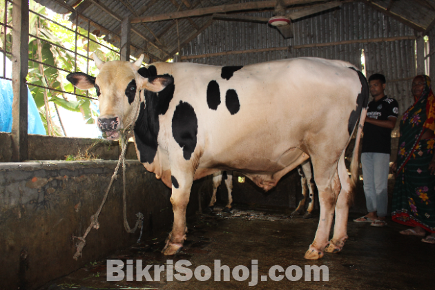 কোরবানির গরু